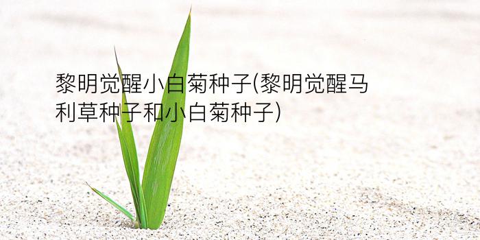 黎明觉醒小白菊种子(黎明觉醒马利草种子和小白菊种子)