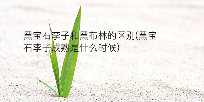 黑宝石李子和黑布林的区别(黑宝石李子成熟是什么时候)