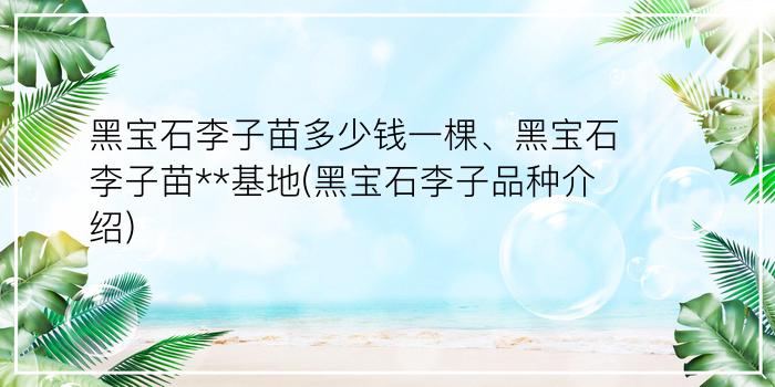 黑宝石李子苗多少钱一棵、黑宝石李子苗**基地(黑宝石李子品种介绍)