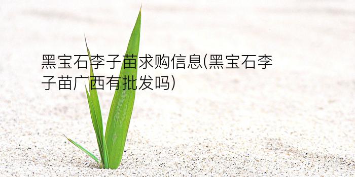 黑宝石李子苗求购信息(黑宝石李子苗广西有批发吗)