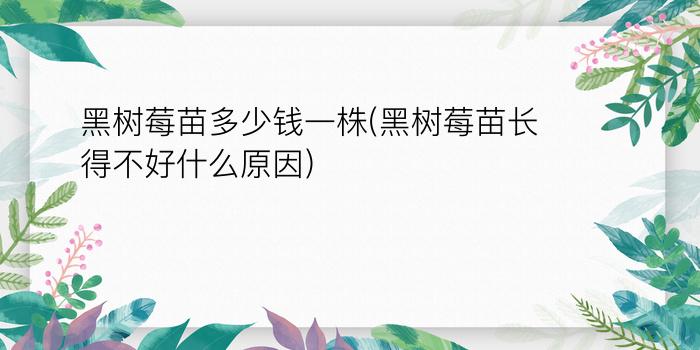 黑树莓苗多少钱一株(黑树莓苗长得不好什么原因)