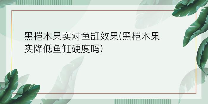 黑桤木果实对鱼缸效果(黑桤木果实降低鱼缸硬度吗)