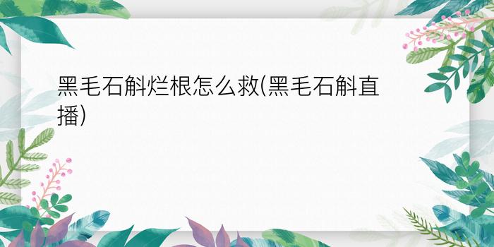 黑毛石斛烂根怎么救(黑毛石斛直播)