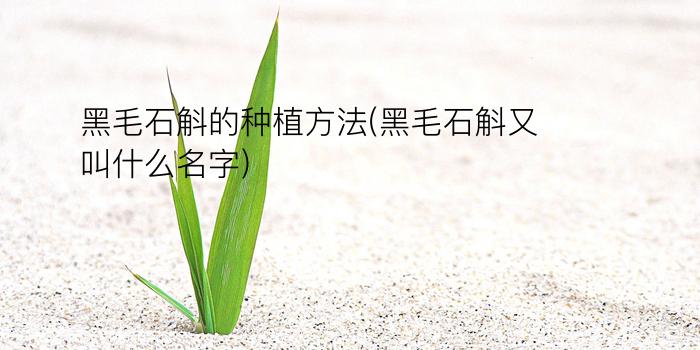 黑毛石斛的种植方法(黑毛石斛又叫什么名字)