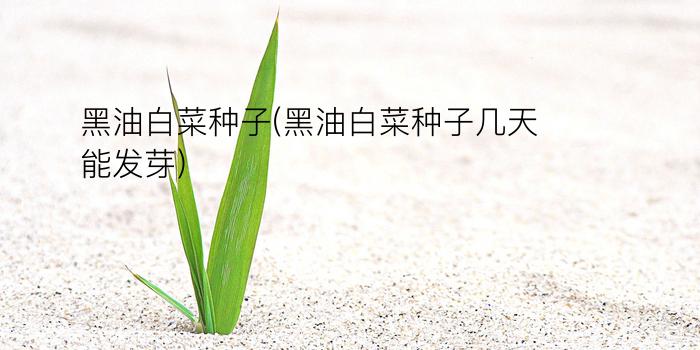 黑油白菜种子(黑油白菜种子几天能发芽)