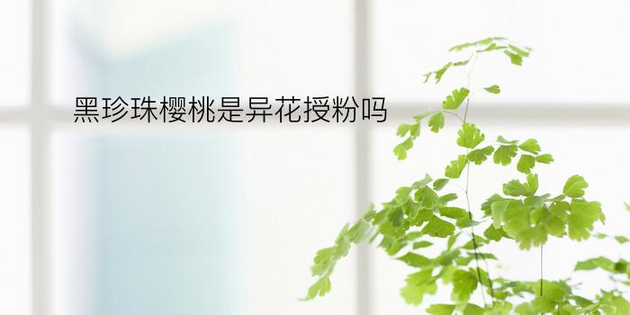 黑珍珠樱桃是异花授粉吗