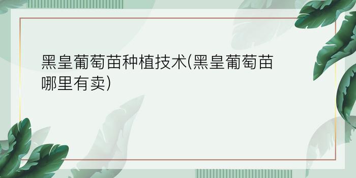 黑皇葡萄苗种植技术(黑皇葡萄苗哪里有卖)