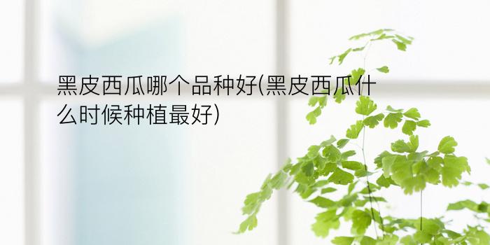 黑皮西瓜哪个品种好(黑皮西瓜什么时候种植最好)