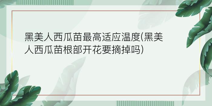 黑美人西瓜苗最高适应温度(黑美人西瓜苗根部开花要摘掉吗)