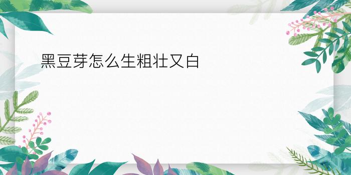 黑豆芽怎么生粗壮又白