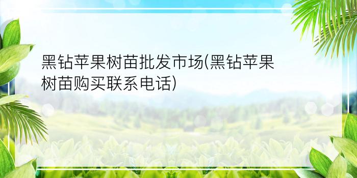 黑钻苹果树苗批发市场(黑钻苹果树苗购买联系电话)