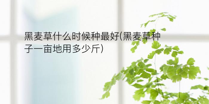 黑麦草什么时候种最好(黑麦草种子一亩地用多少斤)