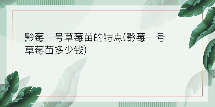 黔莓一号草莓苗的特点(黔莓一号草莓苗多少钱)