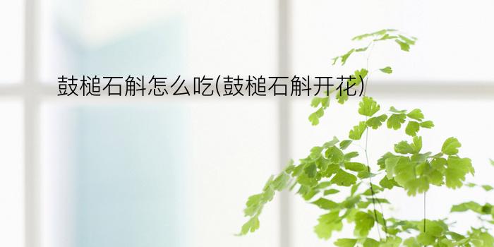 鼓槌石斛怎么吃(鼓槌石斛开花)