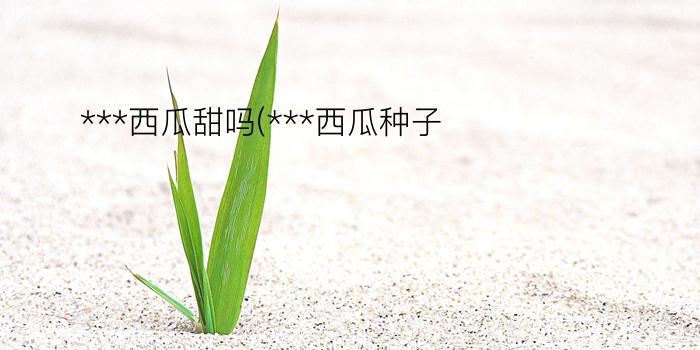 ***西瓜甜吗(***西瓜种子)