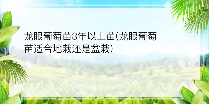 龙眼葡萄苗3年以上苗(龙眼葡萄苗适合地栽还是盆栽)