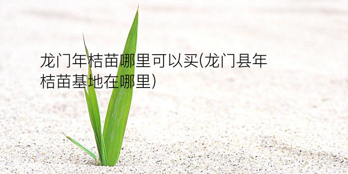 龙门年桔苗哪里可以买(龙门县年桔苗基地在哪里)