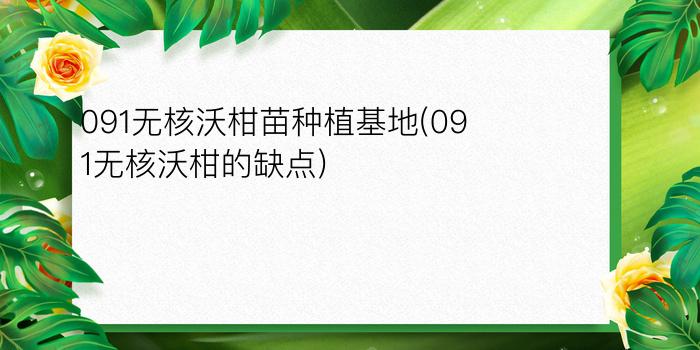 091无核沃柑苗种植基地(091无核沃柑的缺点)