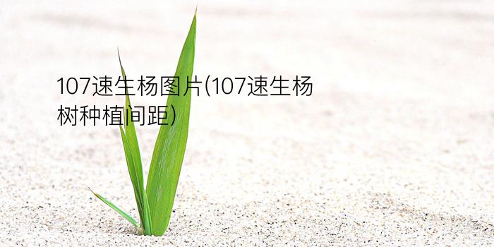 107速生杨图片(107速生杨树种植间距)