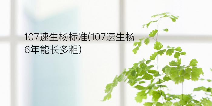 107速生杨标准(107速生杨6年能长多粗)