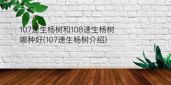 107速生杨树和108速生杨树哪种好(107速生杨树介绍)