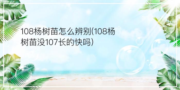 108杨树苗怎么辨别(108杨树苗没107长的快吗)