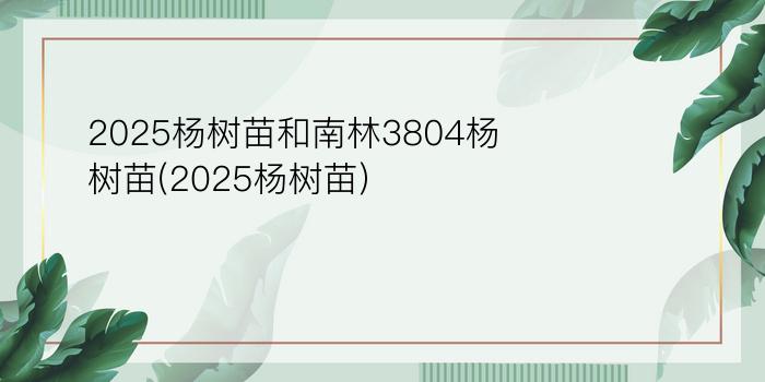 2025杨树苗和南林3804杨树苗(2025杨树苗)