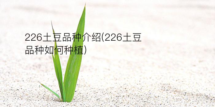 226土豆品种介绍(226土豆品种如何种植)