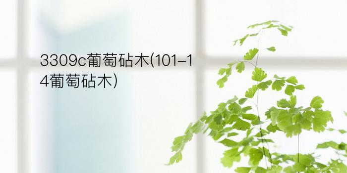 3309c葡萄砧木(101-14葡萄砧木)