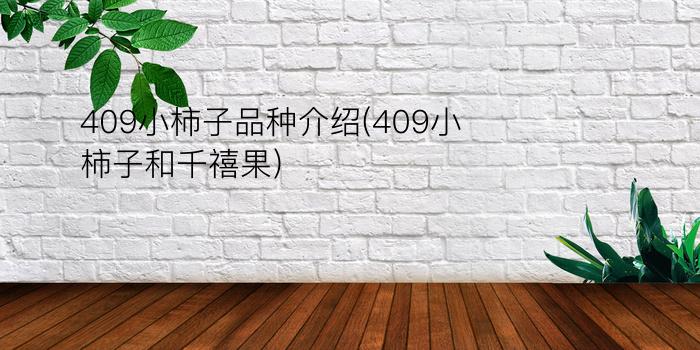 409小柿子品种介绍(409小柿子和千禧果)