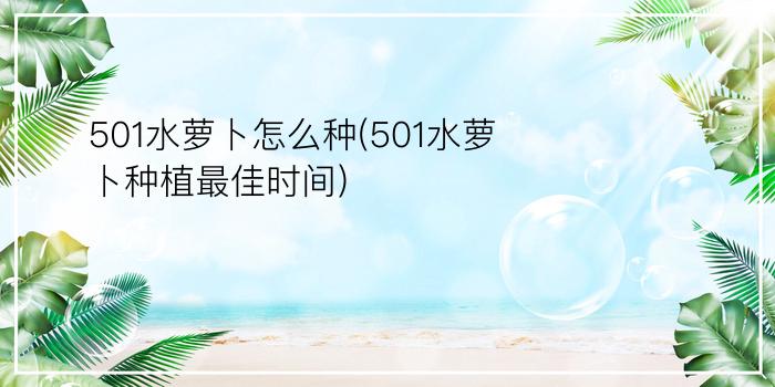 501水萝卜怎么种(501水萝卜种植最佳时间)