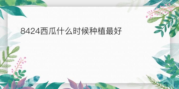 8424西瓜什么时候种植最好