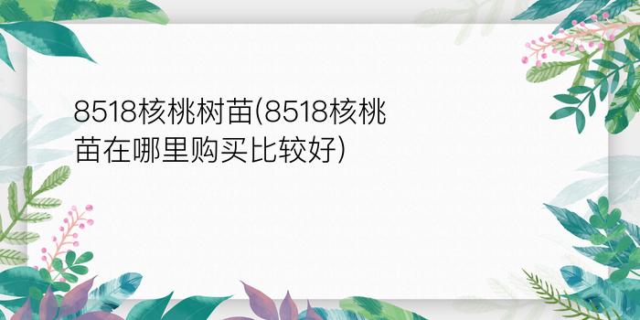 8518核桃树苗(8518核桃苗在哪里购买比较好)