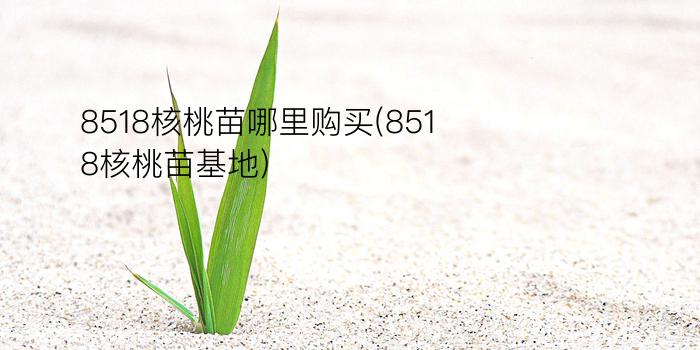 8518核桃苗哪里购买(8518核桃苗基地)