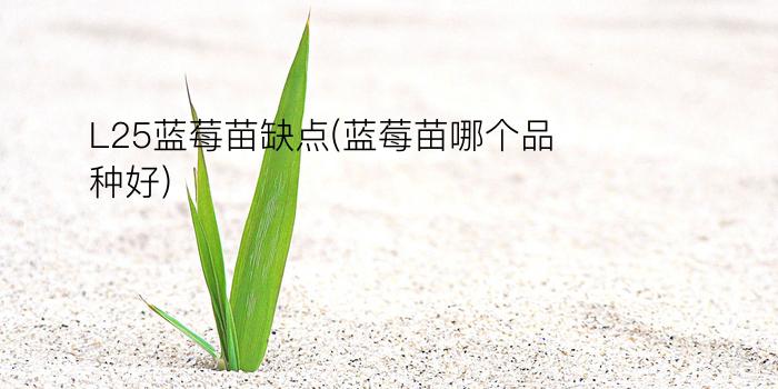 L25蓝莓苗缺点(蓝莓苗哪个品种好)