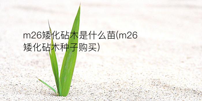 m26矮化砧木是什么苗(m26矮化砧木种子购买)