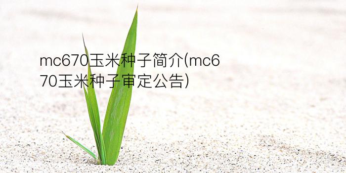 mc670玉米种子简介(mc670玉米种子审定公告)