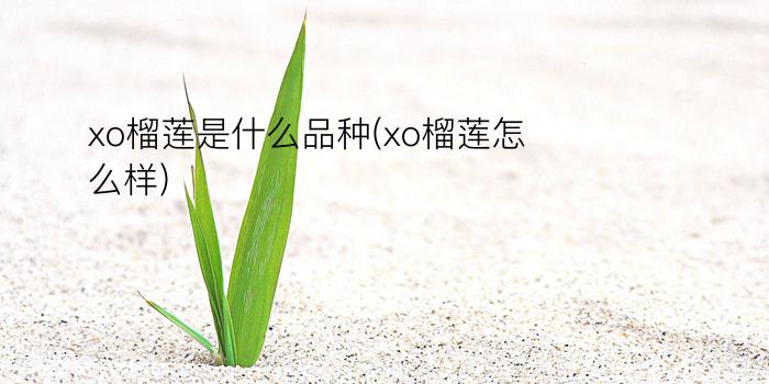 xo榴莲是什么品种(xo榴莲怎么样)