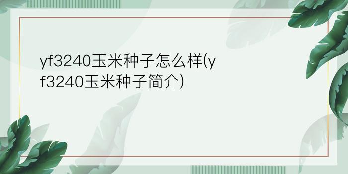 yf3240玉米种子怎么样(yf3240玉米种子简介)